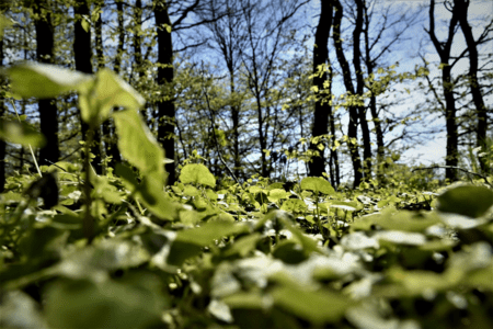 csm_wald-g7bf7ec1bd_1920_05905b70e6